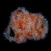 Pearl Chenille 8mm Medium Coral